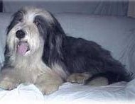 Obelix